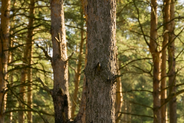 Macro De Pinos