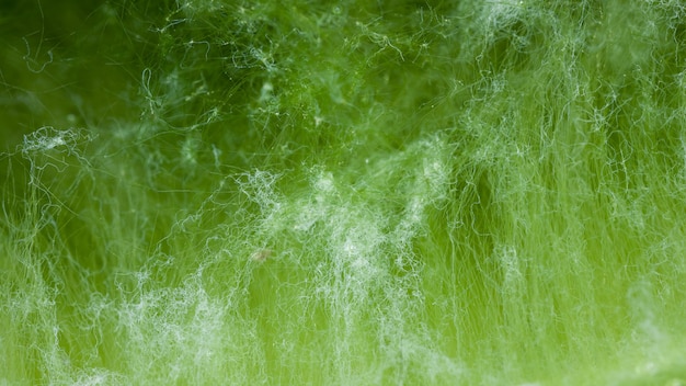 Macro de planta talofítica sobre una superficie de agua o algas verdes.
