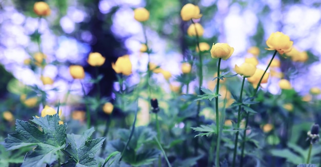 Macro de plantas y flores Detalle de pétalos y hojas al atardecer Fondo de naturaleza natural