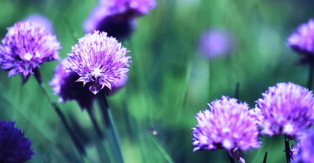 Macro de plantas y flores Detalle de pétalos y hojas al atardecer Fondo de naturaleza natural