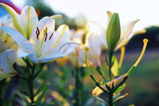 Macro de plantas y flores Detalle de pétalos y hojas al atardecer Fondo de naturaleza natural