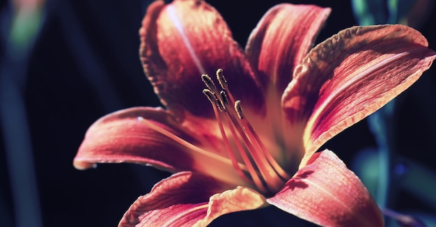 Macro de plantas y flores Detalle de pétalos y hojas al atardecer Fondo de naturaleza natural