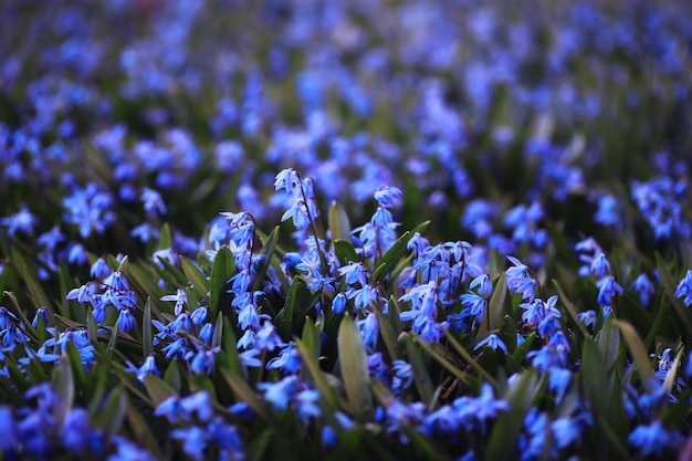 Macro de plantas y flores Detalle de pétalos y hojas al atardecer Fondo de naturaleza natural