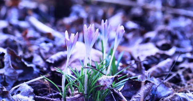 Macro de plantas y flores Detalle de pétalos y hojas al atardecer Fondo de naturaleza natural