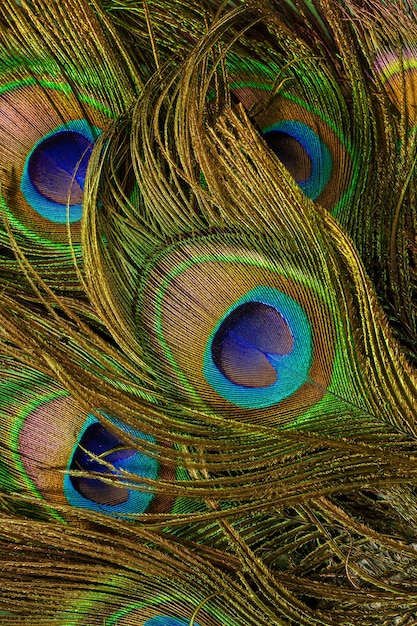 Foto macro plumas de pavo realplumas de pavo real coloridas y artísticas