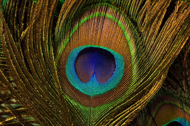 macro plumas de pavo realPlumas de pavo real coloridas y artísticas