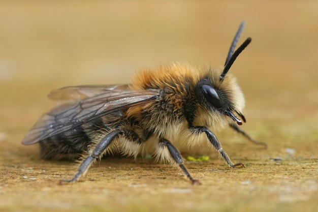 Un macro de primer plano detallado de un macho peludo, una de las primeras abejas de celofán, Colletes cunicularius, sentada en la madera.