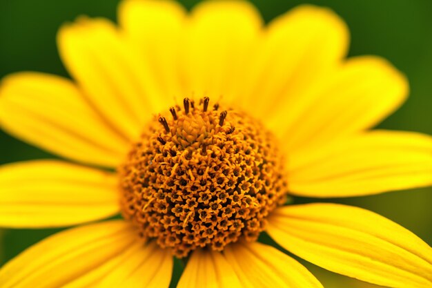 Macro. Primer plano de una flor amarilla en un jardín en verde