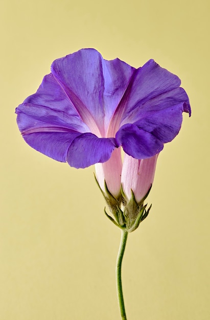 Macro primer plano de la flor morada de la especie Ipomoea purpurea