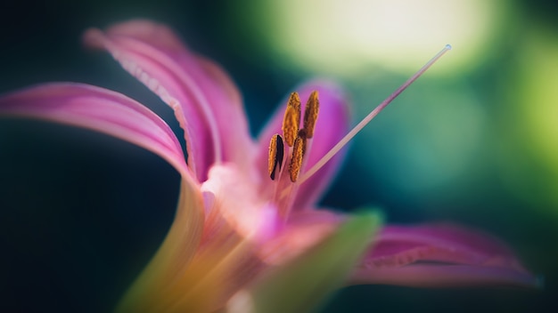 Macro de primer plano de lirio rosa abstracto delicado brillante