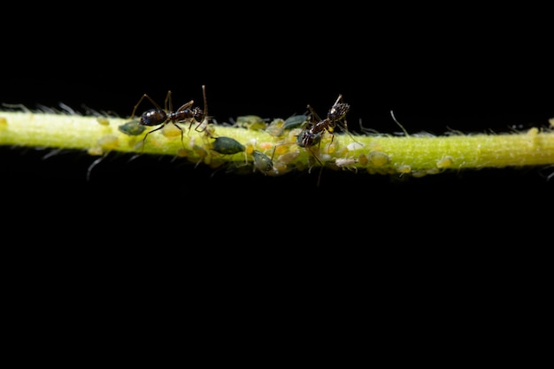 Macro pulgones con hormigas