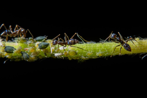 Macro pulgones con hormigas