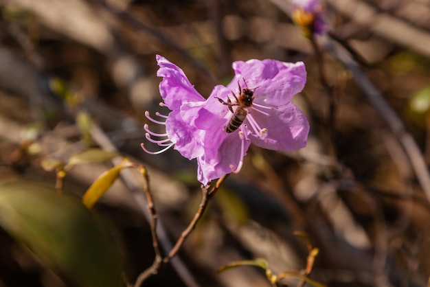 Macro de una rama de flor Ledum