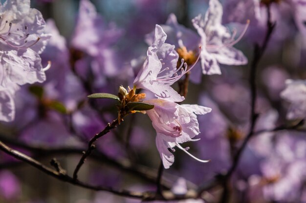 Macro de una rama de flor Ledum