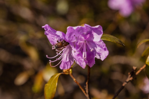 Macro de una rama de flor Ledum