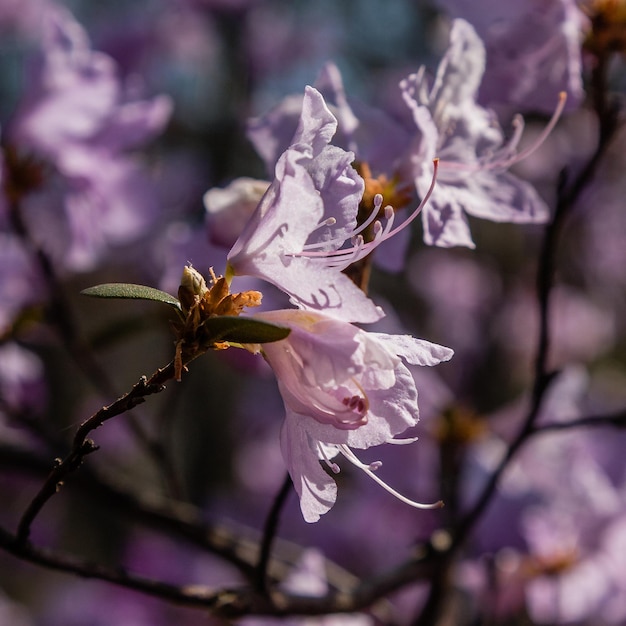 Macro de una rama de flor Ledum