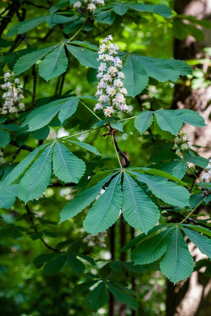 Macro de rama floreciente con hojas de castaño