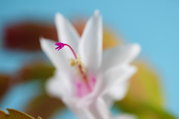 macro ramo de pilão cor de vinho de flor branca da Schlumbergera em foco em um fundo desfocado