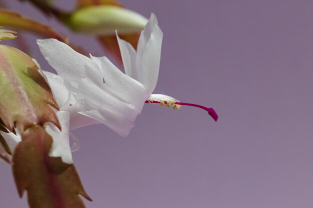 macro ramo de pilão cor de vinho e estames de uma flor branca da Schlumbergera em um fundo lilás