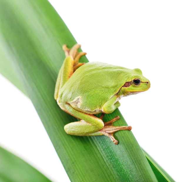 Macro de una rana arborícola sentada sobre una hoja aislada en blanco