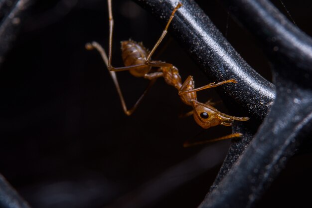 Macro Red Ant u Oecophylla smaragdina, Natural Black wall