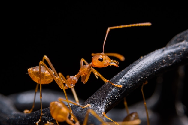 Macro Red Ant u Oecophylla smaragdina, Natural Black wall