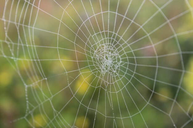 Macro de una red de araña en una vista natural borrosa