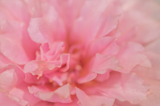 Macro rosa flor