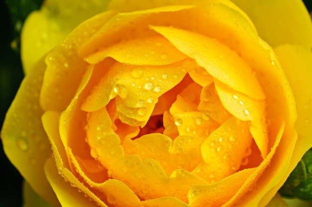 Macro rosa linda amarela com fundo floral de gotas de água