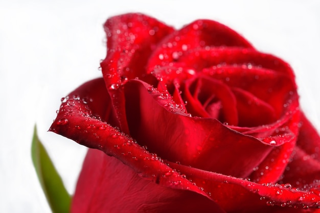 Macro de rosa roja con gotas de agua.