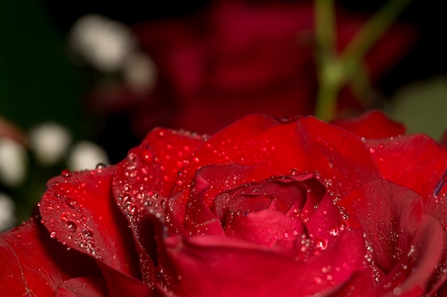 Macro rosa roja mojada