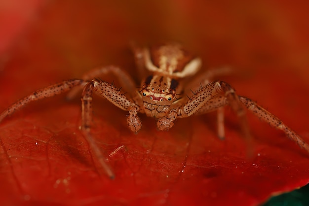 macro de saltador de araña, aracnofobia, hermosa araña saltadora, araña venenosa