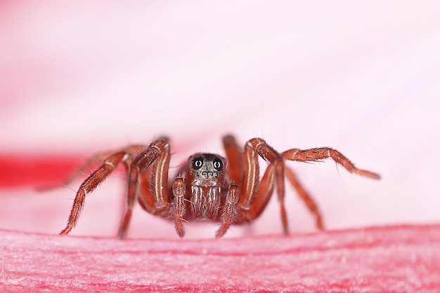 macro de saltador de araña, aracnofobia, hermosa araña saltadora, araña venenosa