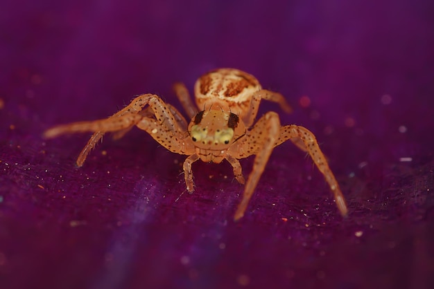 macro de saltador de araña, aracnofobia, hermosa araña saltadora, araña venenosa