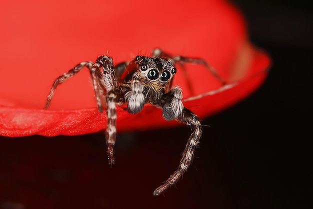 macro de saltador de araña, aracnofobia, hermosa araña saltadora, araña venenosa