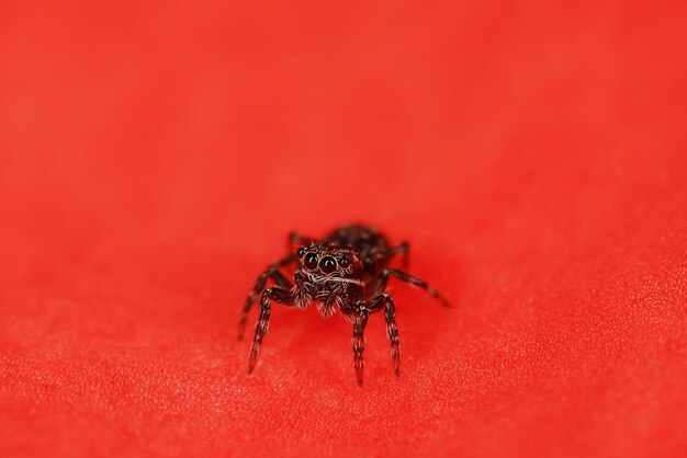 macro de saltador de araña, aracnofobia, hermosa araña saltadora, araña venenosa