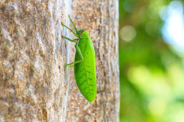 Macro saltamontes en arbol