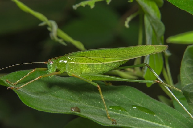 Macro saltamontes en la planta