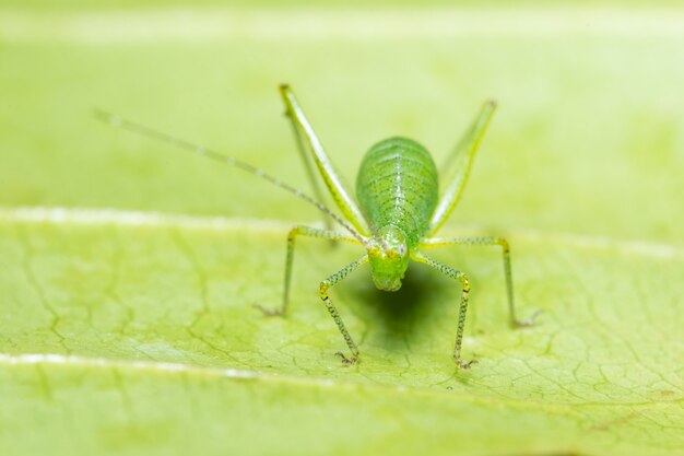 Macro saltamontes en la planta