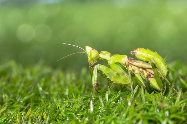 Macro saltamontes en la planta