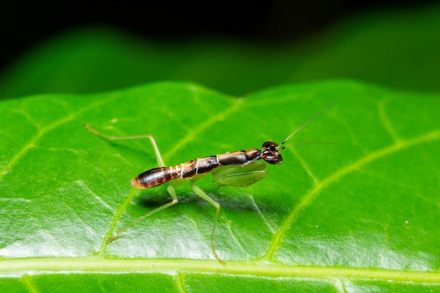 Macro Saltamontes Verde