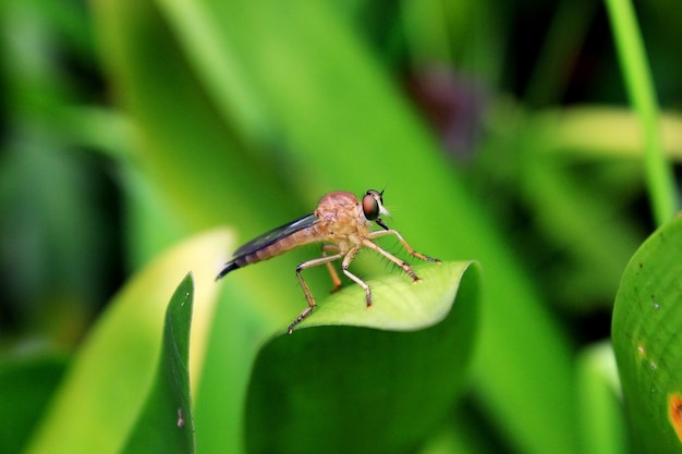 Macro sem foco um mosquito da floresta empoleirado em uma folha