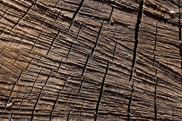 Macro serrada e textura de madeira seca com detalhes