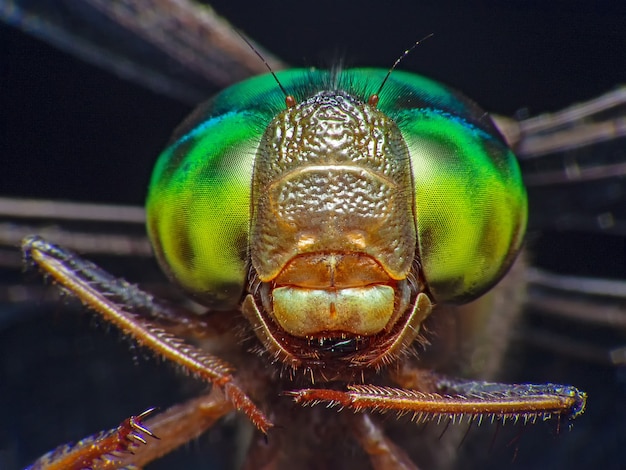 macro shot ojo de libélula en estado salvaje. Enfoque selectivo.
