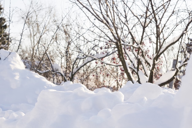 Macro de Snow Hills