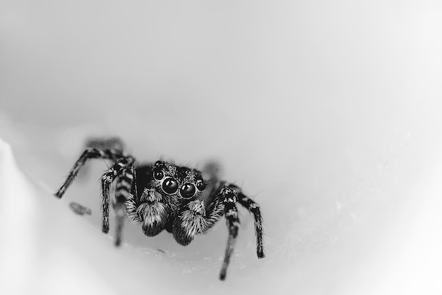 macro spider jumper, aracnofobia, bela aranha saltadora, aranha venenosa