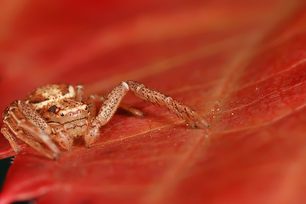 macro spider jumper, aracnofobia, bela aranha saltadora, aranha venenosa