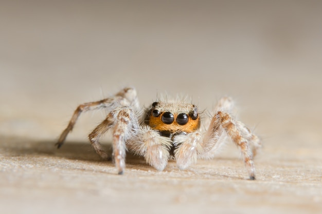 Macro Spider en la madera