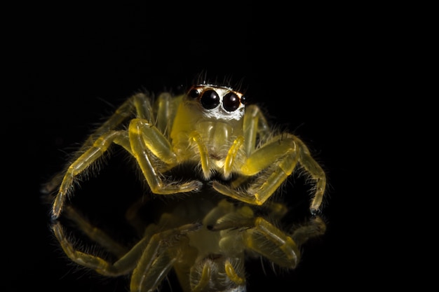 Macro Spider on Black Mirror