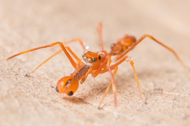 Macro Spiders Red Ant